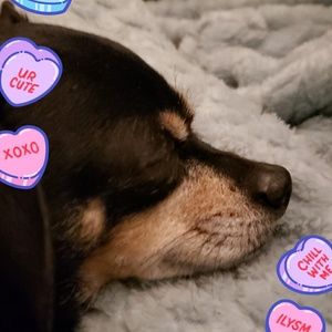 Meet your Posher, Molly